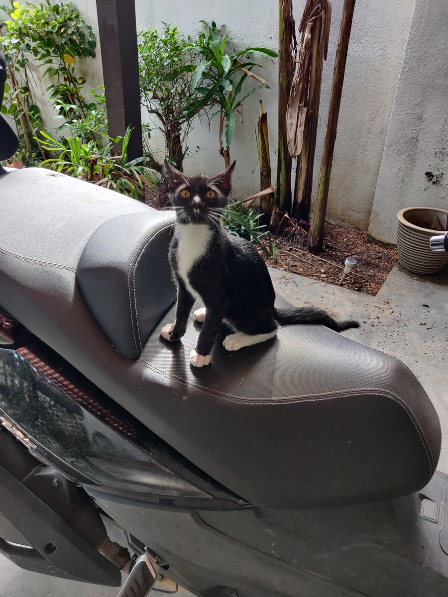 Cats in Kuala Lumpur, Malaysia