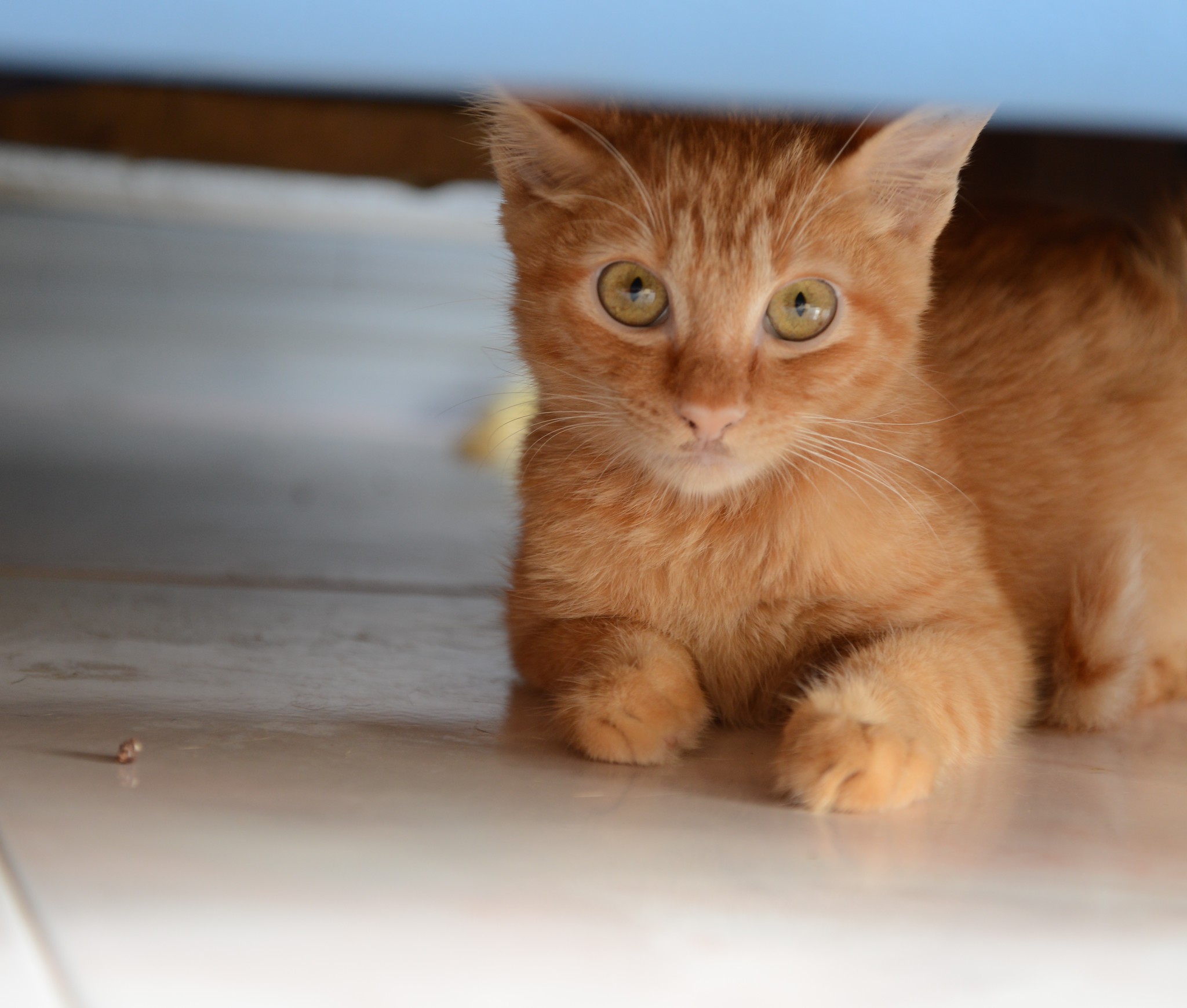 Cats around condo complex, Penang, Malaysia