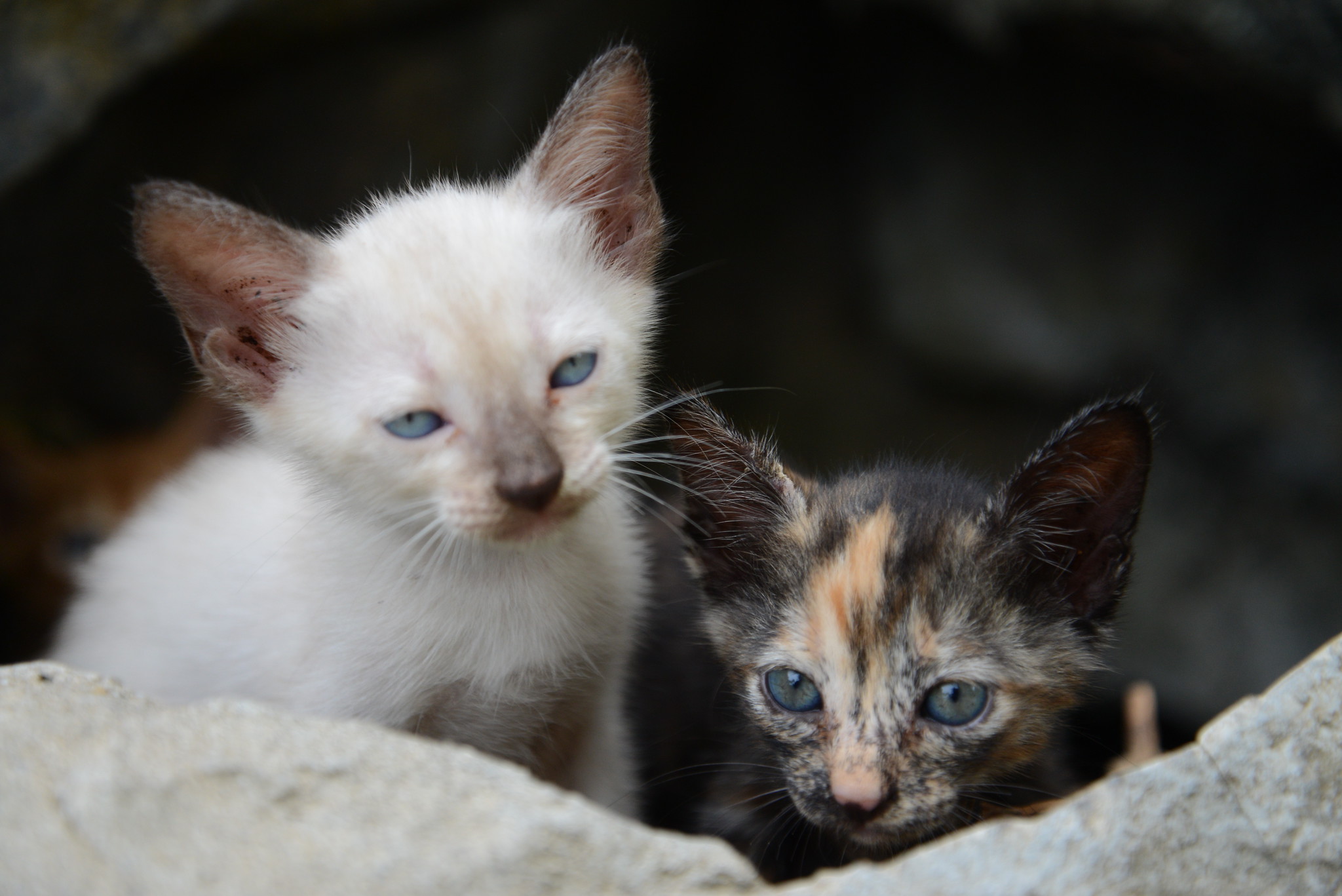 Cats in Penang, Malaysia